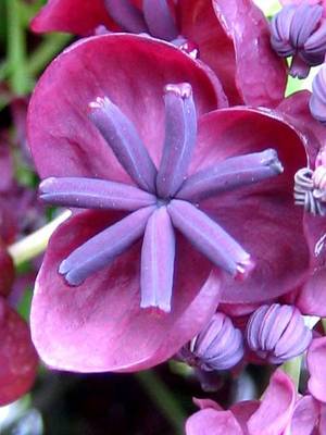 AKEBIA QUINATA